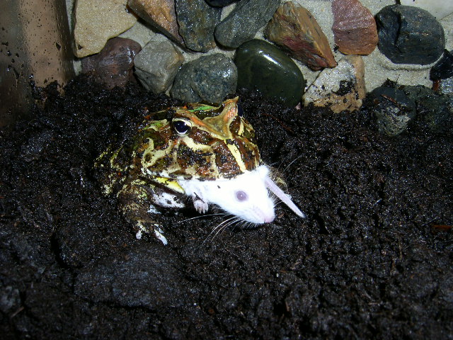 Ceratophrys cranwelli