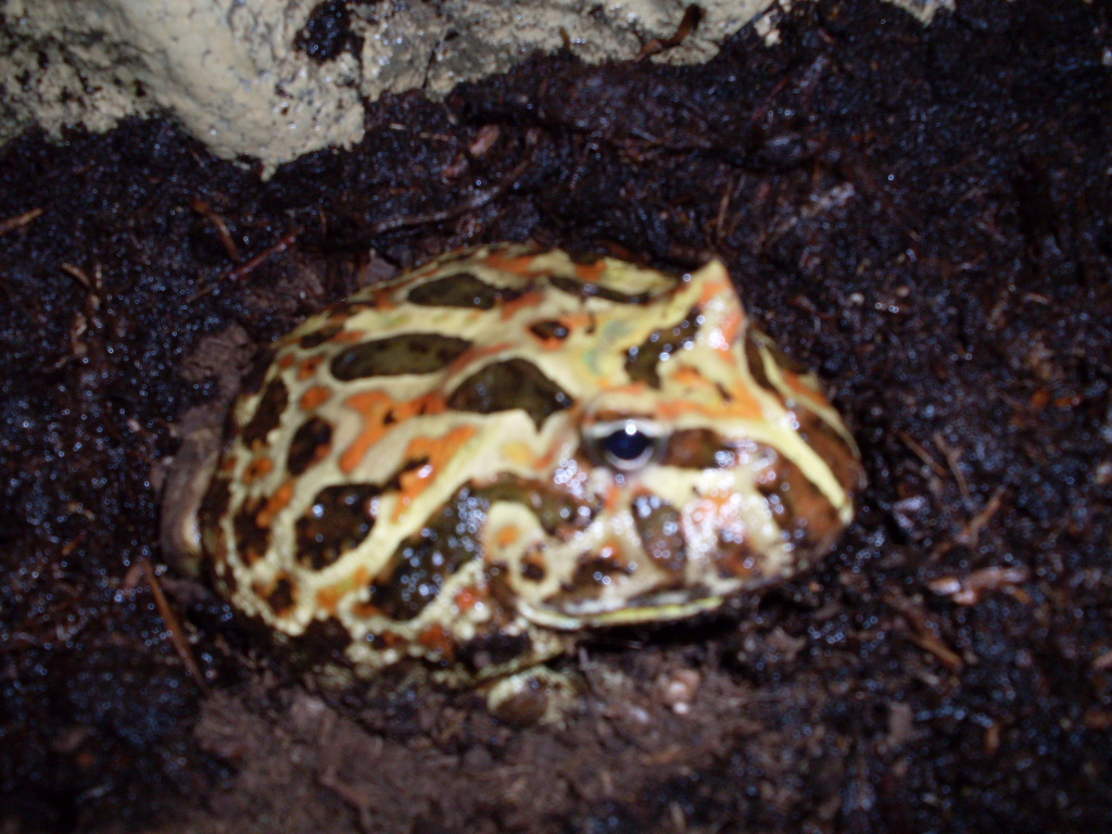 Ceratophrys cranwelli adult 0.1