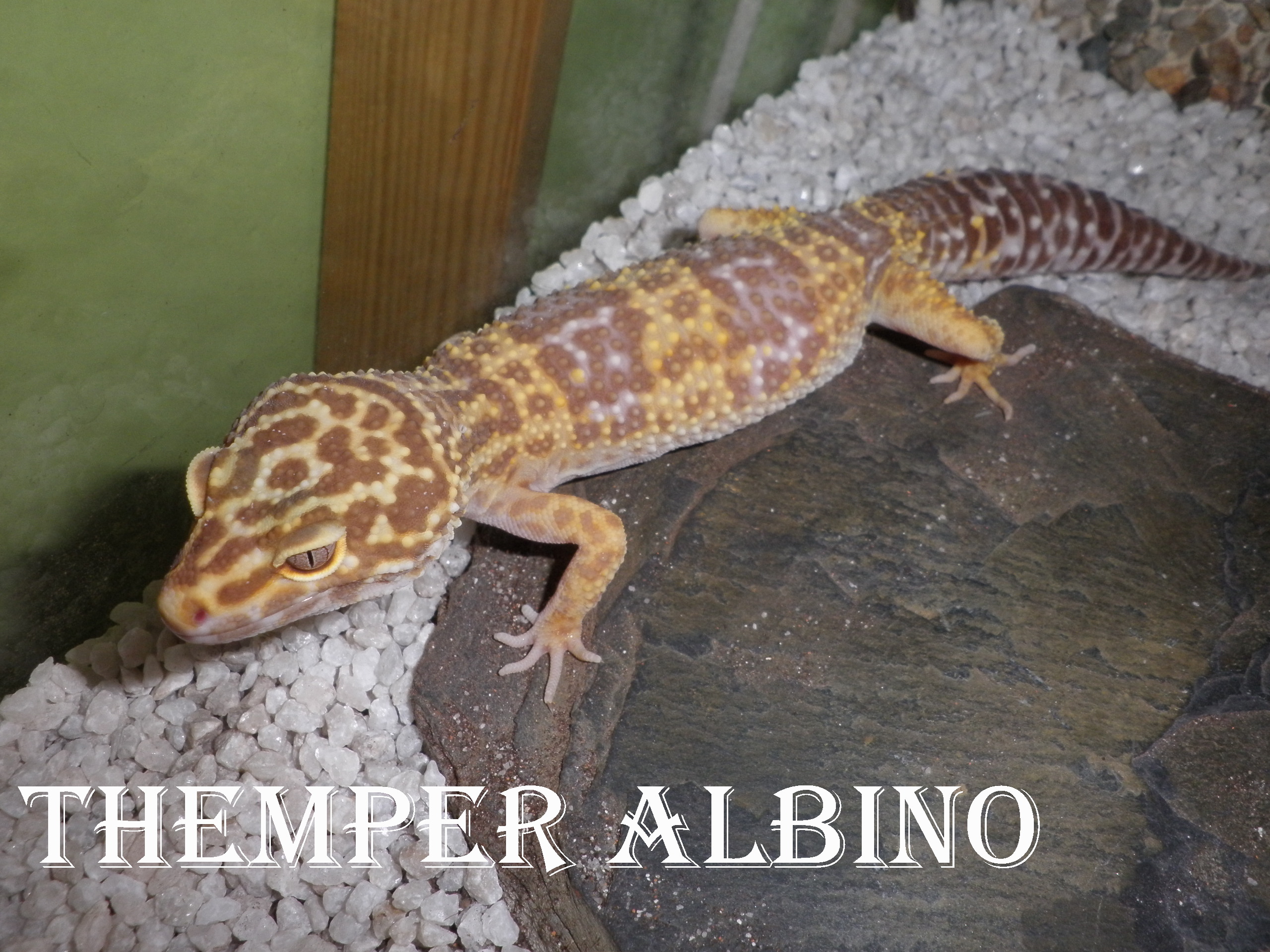 Themper albino